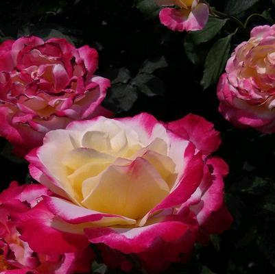 月季花的花语与传说（探索月季花的意义与神话）