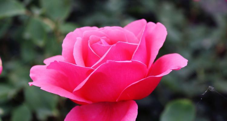 月季花开时，美丽绽放的花海（探寻月季花的花语和开花时机）