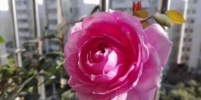 月季花的象征意义与传承（探寻月季花背后的文化符号与寓意）