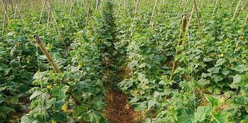 黄爪种植全攻略（时间）