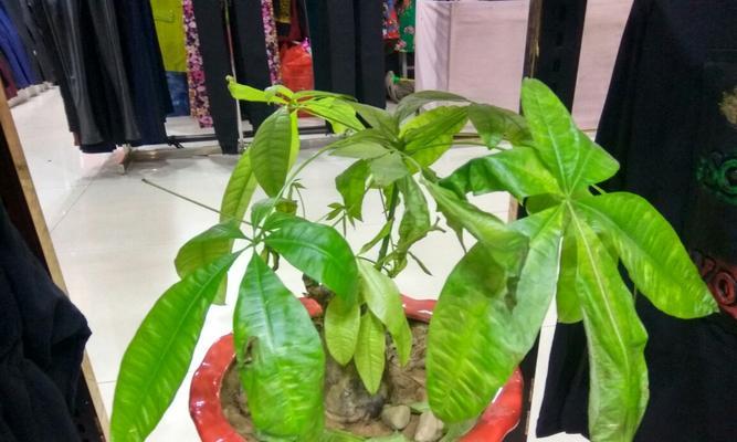 招财树花语与象征意义解析（深入剖析招财树的吉祥寓意）