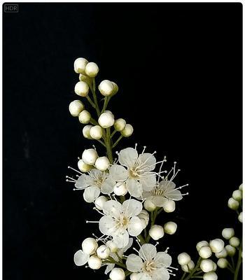 珍珠梅花语之美——追寻花开的柔情（探寻珍珠梅花语的深意与表达）