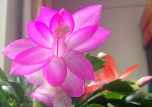 竹子的花语与代表意义（揭示竹子独特的生命寓意）