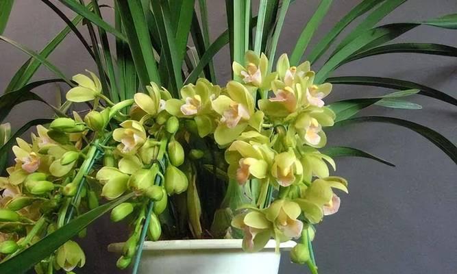探秘惠兰的花开时间与花期（一年多次开花的惠兰花）