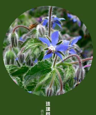 以苣叶报春的花语（探索苣叶报春的象征意义）