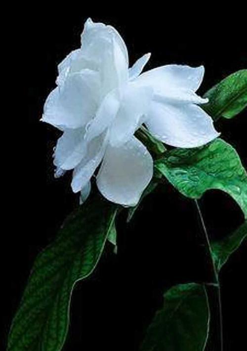 栀子花的花语与象征（栀子花的美丽花语及它的象征意义）