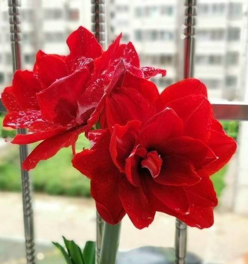 如何养长火花（让你的火花更加茂盛壮观）