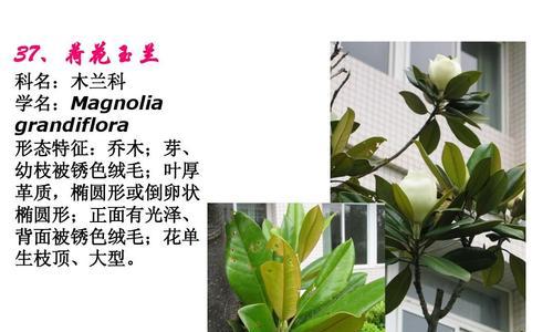 火烈鸟月季的优缺点（了解火烈鸟月季）