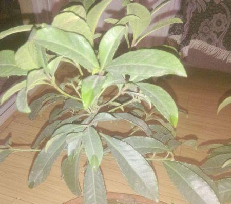 火琉璃树的生态与分布（探秘世界上最美丽的树种）