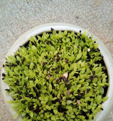 火龙果种子的种植方法（从选择到养护全面解析）