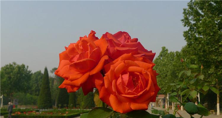 安庆市花月季及其寓意——花开如月，璀璨绽放（揭示安庆市花月季的意义与美丽）