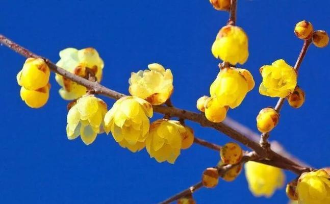 花开八瓣，意象丰富——探寻八瓣花的寓意与象征（探秘八瓣花的花语与美学魅力）