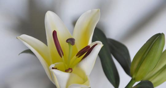 白百合花的象征意义及寓意解析（用花语传达的纯洁）