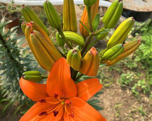 百合的象征意义与十二生肖的对应(探寻百合花的生肖之谜) 百合的象征意义与十二生肖的对应(探寻百合花的生肖之谜)