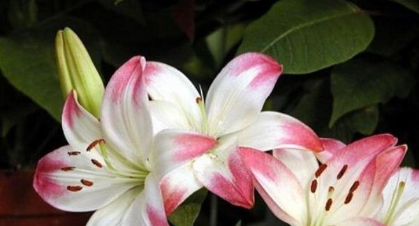 百合花的花语和寓意(探索百合花的神秘语言与象征意义) 百合花的花语和寓意(探索百合花的神秘语言与象征意义)