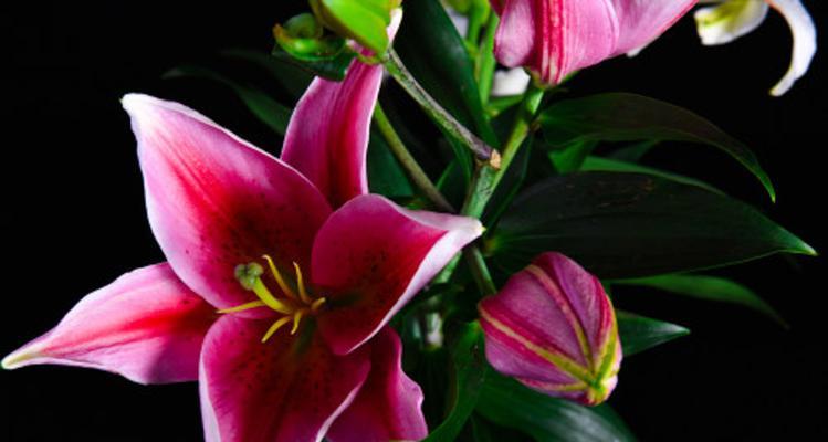 百合花语的深意与适宜赠送对象(揭示百合花语的真正含义) 百合花语的深意与适宜赠送对象(揭示百合花语的真正含义)