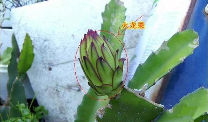 如何保存火龙果时间长（掌握科学方法）