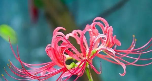 彼岸花的花语与寓意（探秘彼岸花的神秘花语）