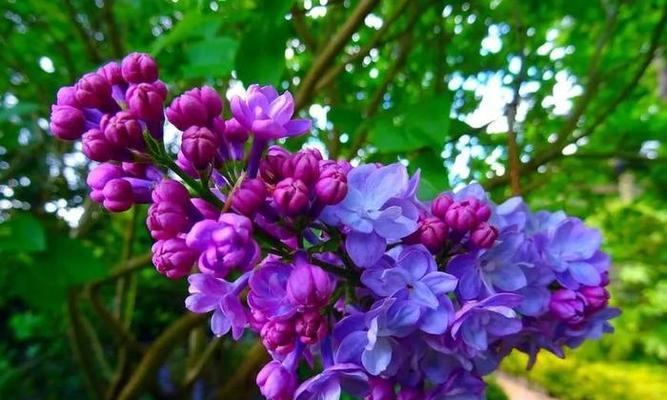 花语中的诚实之花（花开诚信）