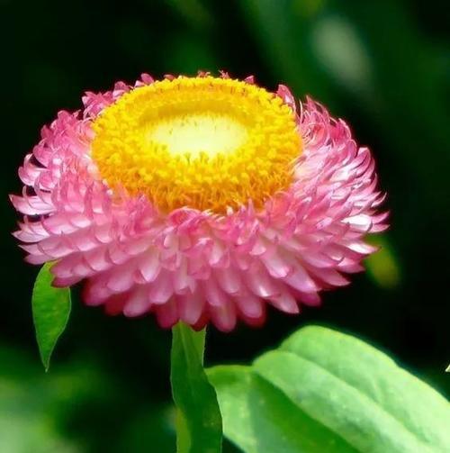 憧憬之花，绽放希望（以花语寄托憧憬）