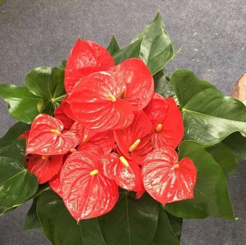 花开发财，好运相伴（花朵传递财富和好运的神奇力量）