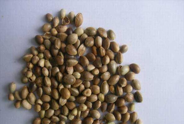 探秘火麻仁（了解火麻仁的来源）