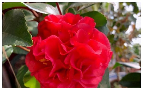 送花祝贺，以花言语表达喜悦之情（恭喜的花语有哪些）