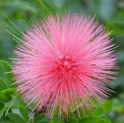花开好运，喜庆花韵（吉祥之花盛开）