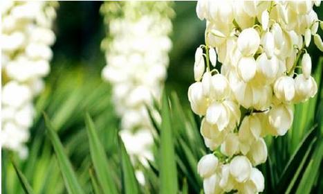 以表示欢迎的花-花语是欢迎（用花朵传递欢迎的美好祝福）
