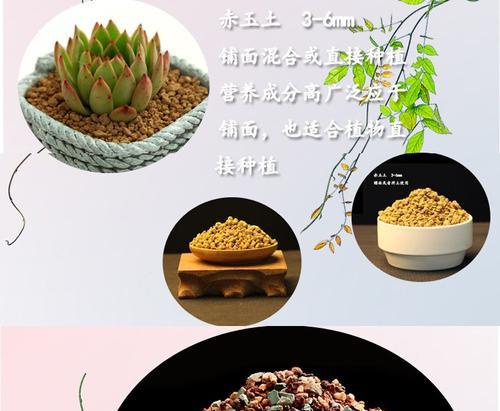 火山岩与适宜植物（探讨在火山岩上种植植物的关键）