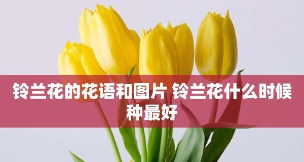 拒绝的花语（揭秘拒绝的花语背后的含义）