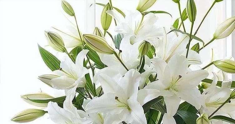 以表示生日的花花语（传递祝福与美好的鲜花）