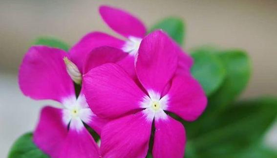 守护的花（花语解读｜哪些花被视为守护的象征）