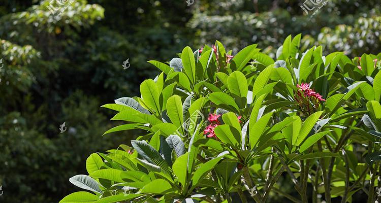 鸡蛋花掉叶，你知道为什么吗（解析鸡蛋花冬季掉叶原因及护理方法）
