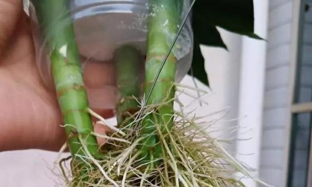 鸡蛋花水培养殖方法（简单易行的水培技巧）