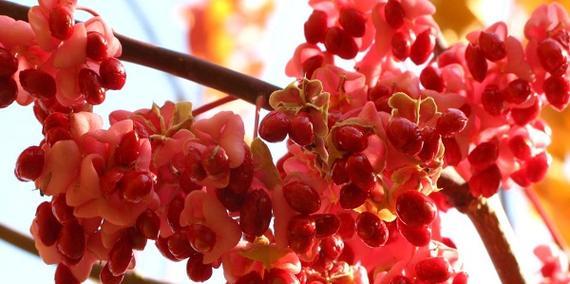 相思的花（相思的花语及其象征意义）