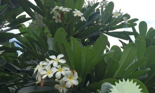 探秘国花鸡蛋花的故乡（揭开鸡蛋花的神秘面纱）