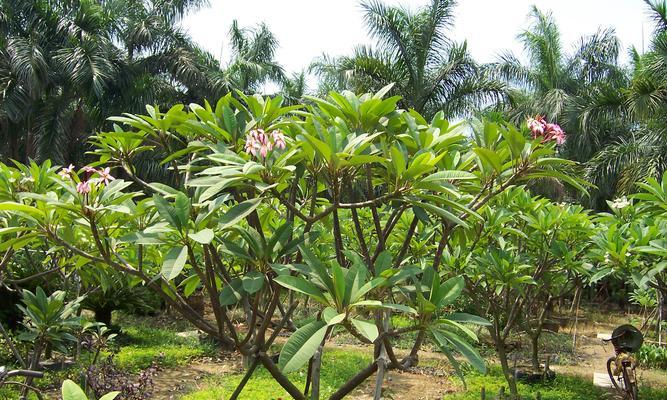 揭秘鸡蛋花香味的毒性（毒性来自哪里）