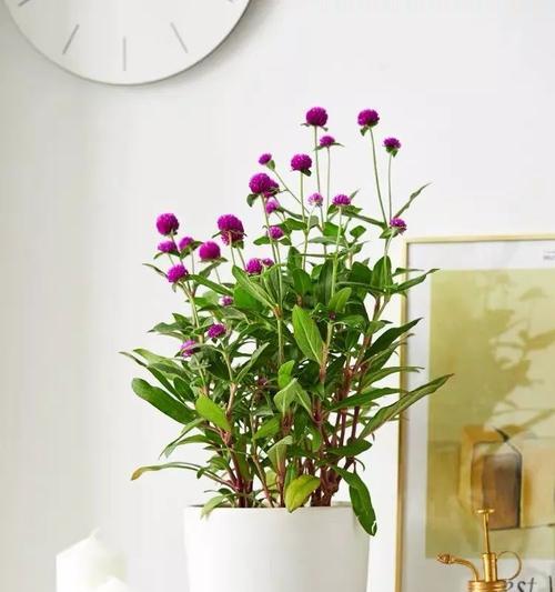 花语传递幸运（幸运花的意义与象征）
