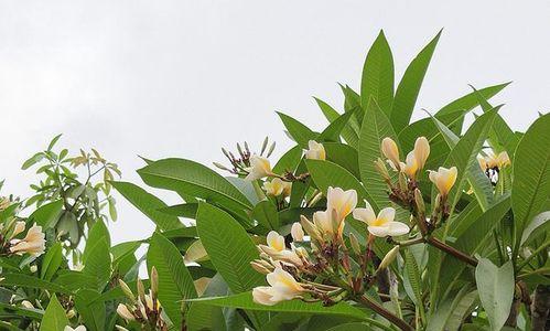 鸡蛋花开花特点及种植技巧（一年几次开花）