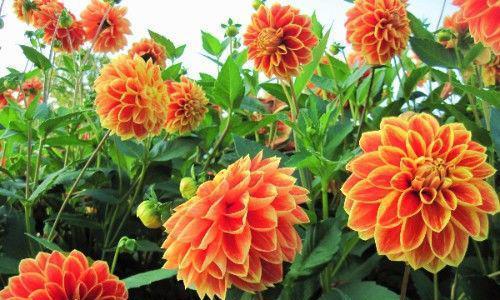 重逢的花语（传递重逢的美好祝福）