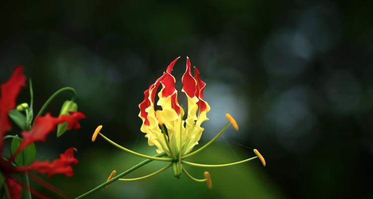 花开尊重，滋养心灵（以表示尊重的花花语传递真诚与关怀）