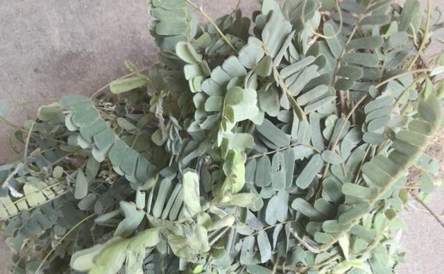 如何选择最佳鸡骨草收割时间（收割前需要了解的重要事项）