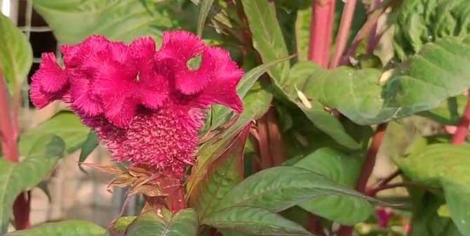 鸡冠花的开花时间和季节（探秘鸡冠花的美丽和神秘）