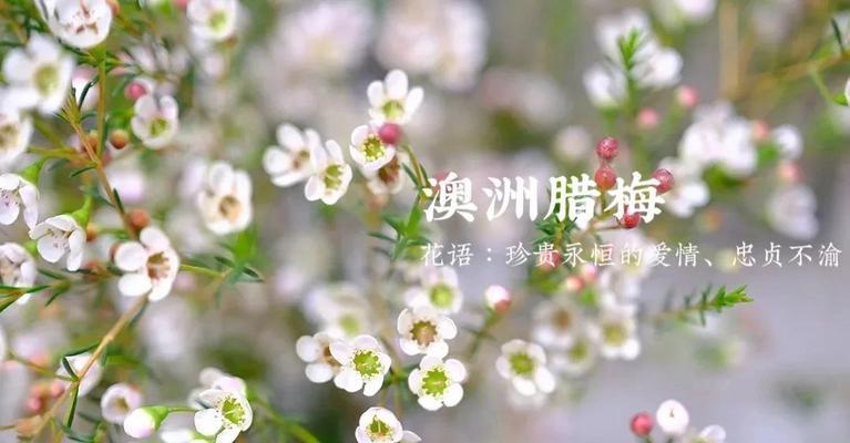 缤纷多彩的梅花语（用颜色诠释梅花的情感世界）