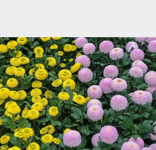 《绚丽多彩的乒乓菊花语》（以不同颜色乒乓菊花传递心意的魅力）