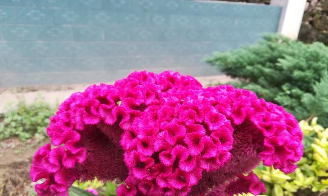 探秘鸡冠花开花季节及花语（揭秘鸡冠花开放的秘密）