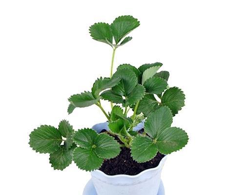 草莓与十二生肖的奇妙对应关系（揭秘草莓背后的十二生肖密码）