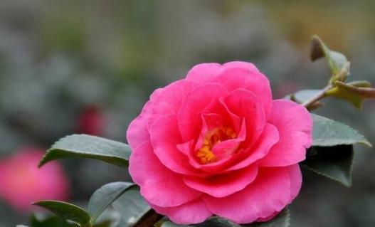 茶花的寓意与象征风水（探索茶花的深层内涵）