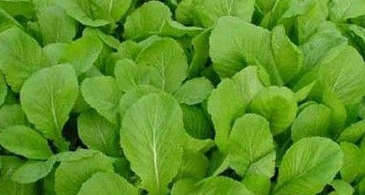 鸡毛菜种植技巧大揭秘（时间、方法、注意事项）